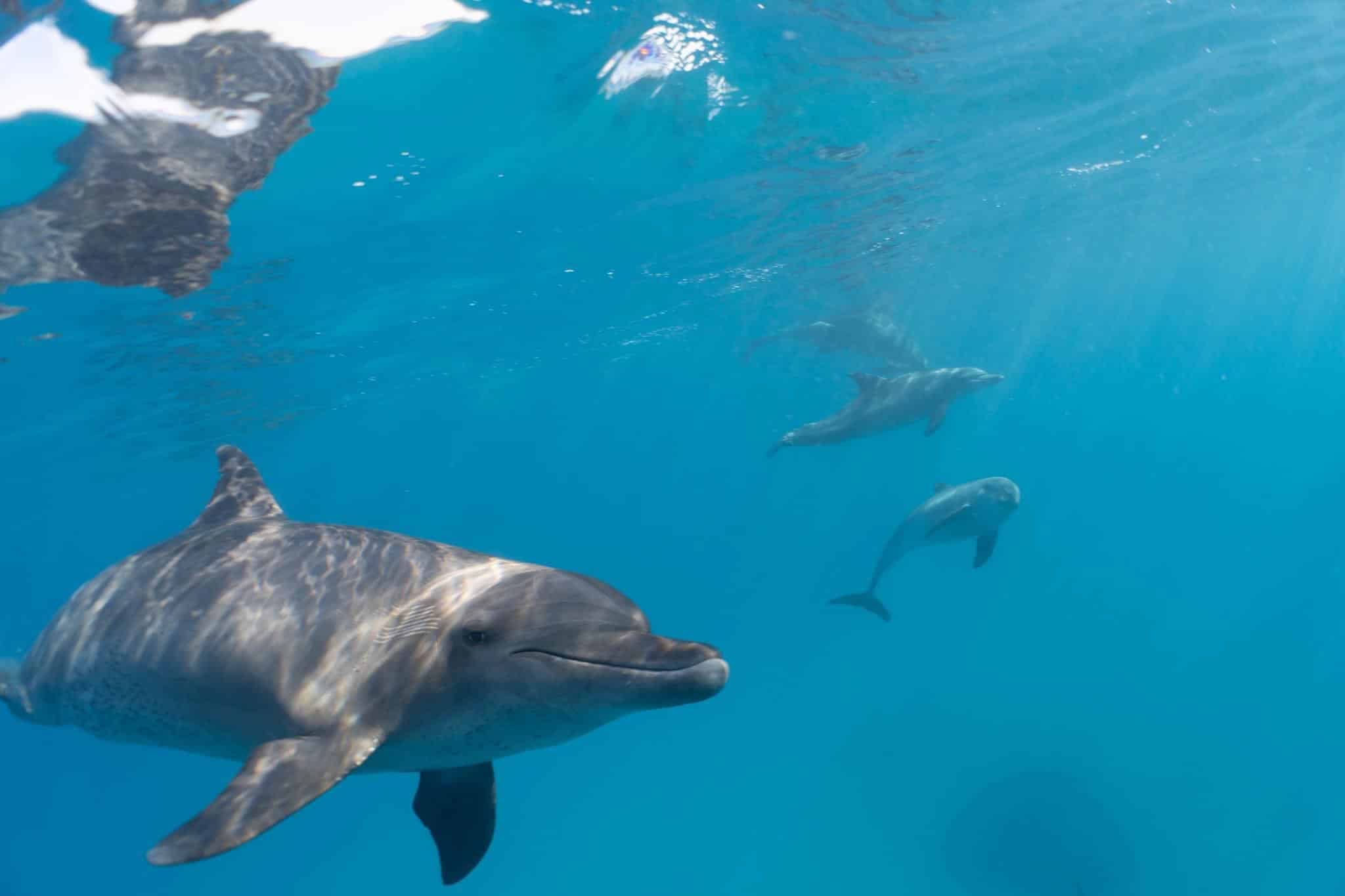 Blue Horizon Diving | The Red Sea Dive Trip Report