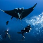 Blue Horizon Diving | Diving Trips