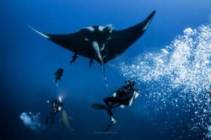 Blue Horizon Diving | Diving Trips