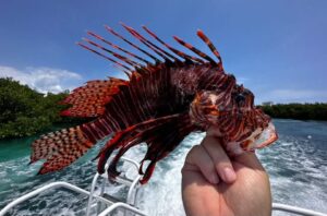Hand holding a freshly caught lionfish on the back of a dive boat