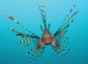 Red lionfish facing the camera with its striped fins and spines spread out in blue water