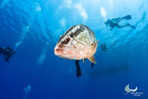 Nassau grouper swimming close to the camera with divers in the blue water behind, Little Cayman