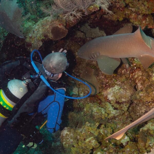Nurse shark swimming close to a diver on a coral reef