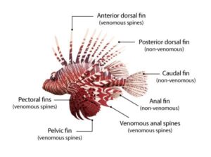Labelled lionfish diagram showing which fins carry venomous spines and which are harmless
