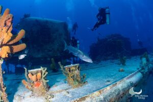 Barracuda swimming over the deck of the Captain Keith Tibbetts wreck off Cayman Brac, with divers above