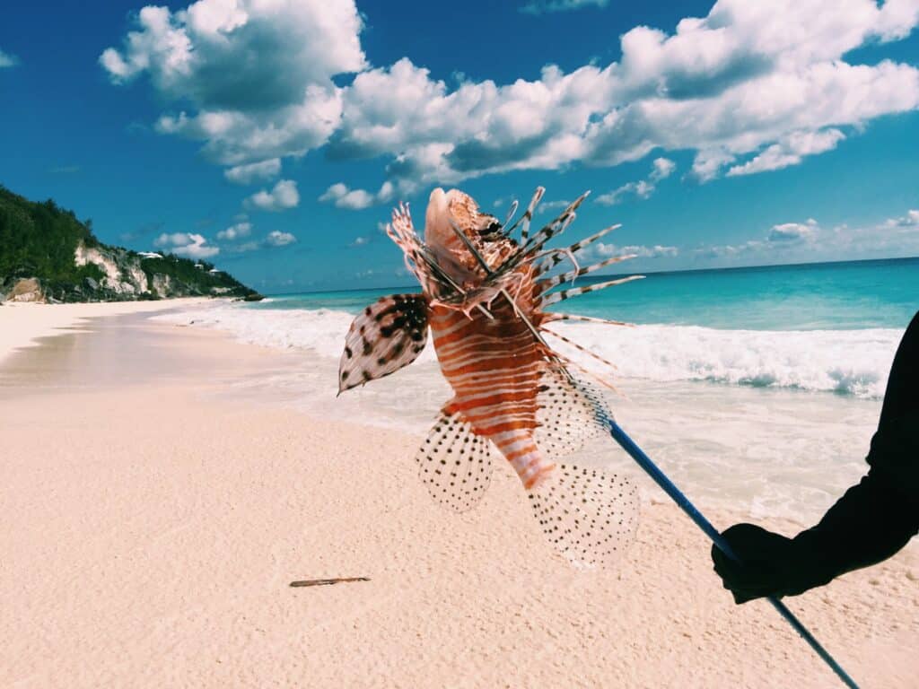 Diver holding up a lionfish on a pole spear on a white sand beach