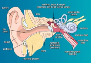 Labelled cross-section of the human ear showing the ear canal, eardrum, middle ear bones and eustachian tube