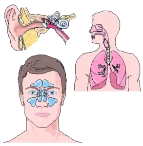 Illustrations of the ear, the sinuses in the face and the lungs, the air spaces divers need to equalise